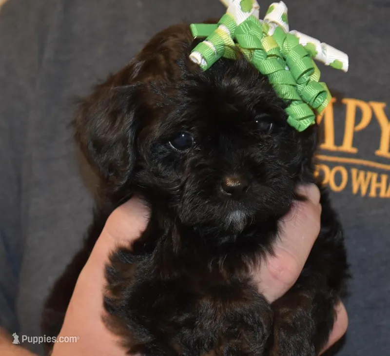 Lucy  – Shihpoo puppy for sale in Social Circle, GA