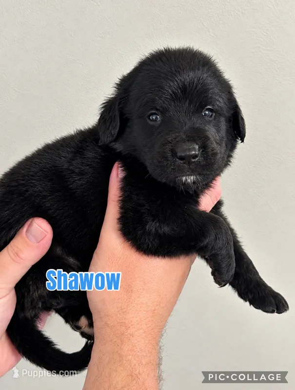 Shadow – Golden Mountain Dog puppy for sale in Monroe, GA