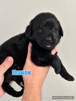 Shadow, a male Golden Mountain Dog for sale in Monroe, GA – 1 of 1