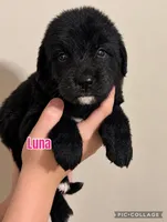 Luna, a female Golden Mountain Dog for sale in Monroe, GA – 1 of 1