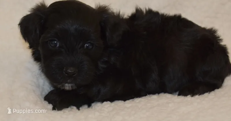 Mary – Shihpoo puppy for sale in Monroe, GA