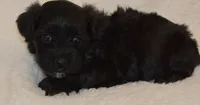 Mary, a female Shihpoo for sale in Monroe, GA – 1 of 1
