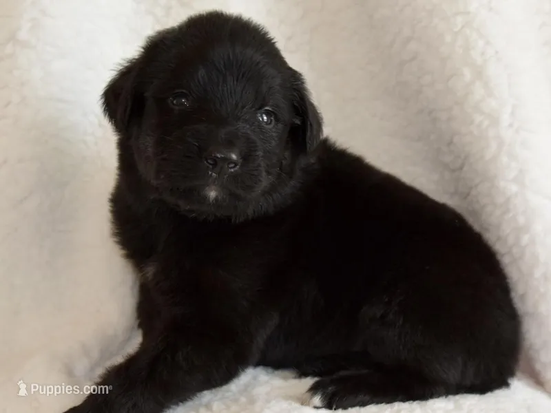 Oreo  – Golden Mountain Dog puppy for sale in Monroe, GA