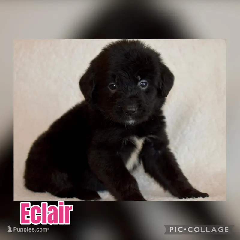 Eclair – Golden Mountain Dog puppy for sale in Monroe, GA