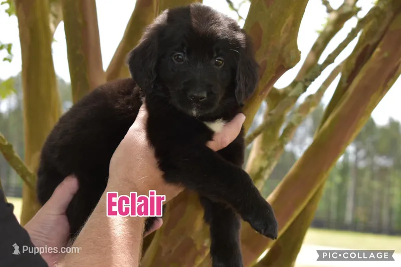 Eclair – Golden Mountain Dog puppy for sale in Monroe, GA