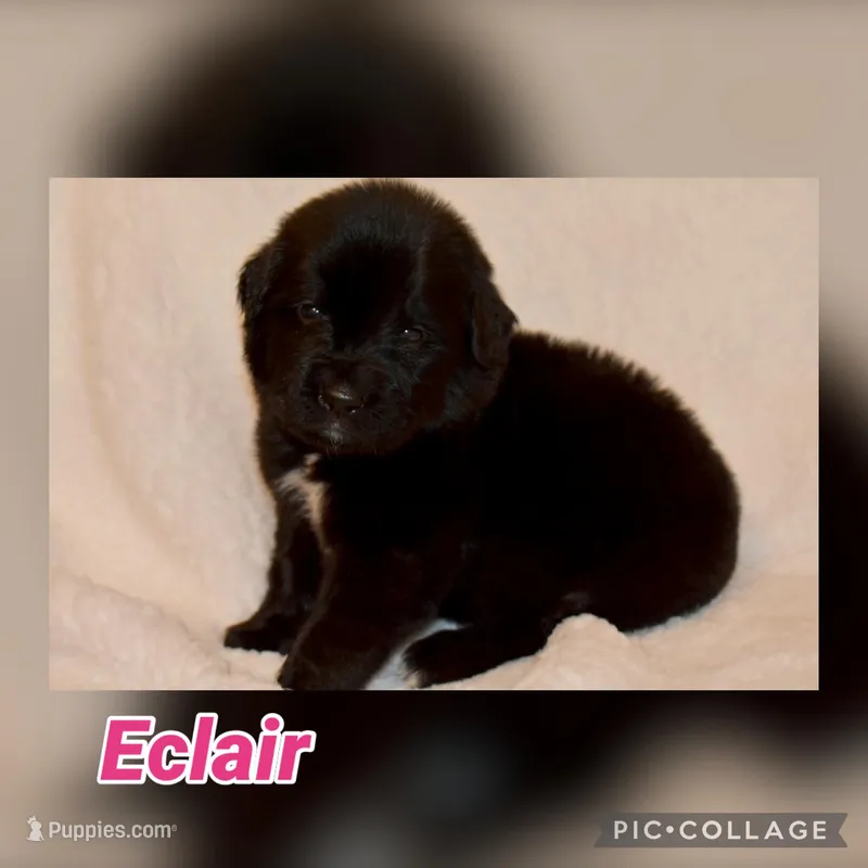 Eclair – Golden Mountain Dog puppy for sale in Monroe, GA