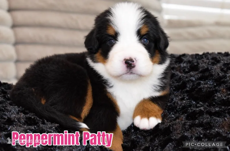 Peppermint Patty  – Bernese Mountain Dog puppy for sale in Monroe, GA
