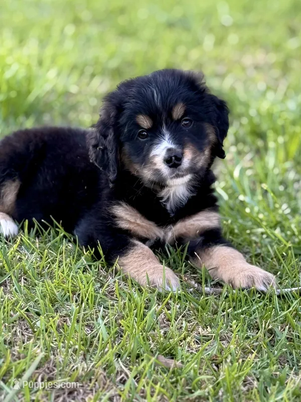 Juliet – Golden Mountain Dog puppy for sale in Social Circle, GA