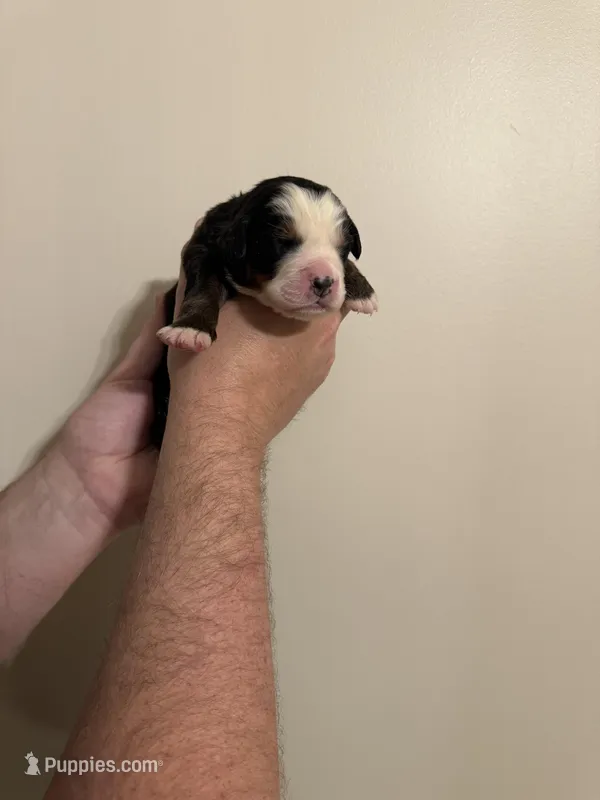 Brittany – Bernese Mountain Dog puppy for sale in Social Circle, GA