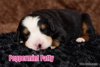 Peppermint Patty , a female Bernese Mountain Dog for sale in Monroe, GA – 1 of 1