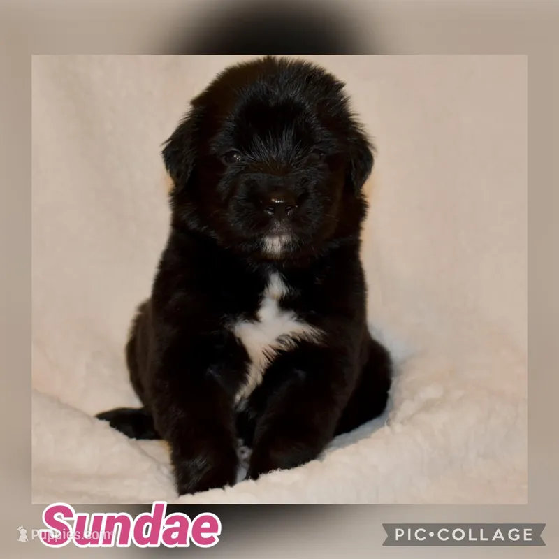 Sundae – Golden Mountain Dog puppy for sale in Monroe, GA