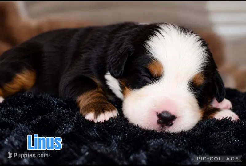 Linus – Bernese Mountain Dog puppy for sale in Monroe, GA
