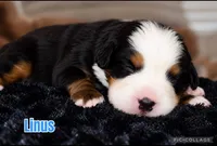 Linus, a male Bernese Mountain Dog for sale in Monroe, GA – 1 of 1