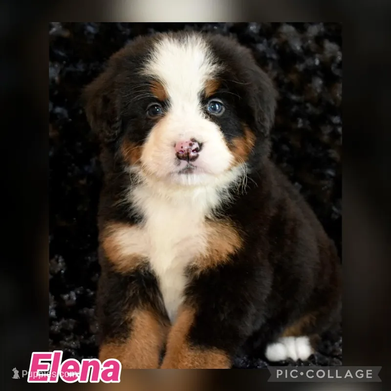 Elena – Bernese Mountain Dog puppy for sale in Monroe, GA