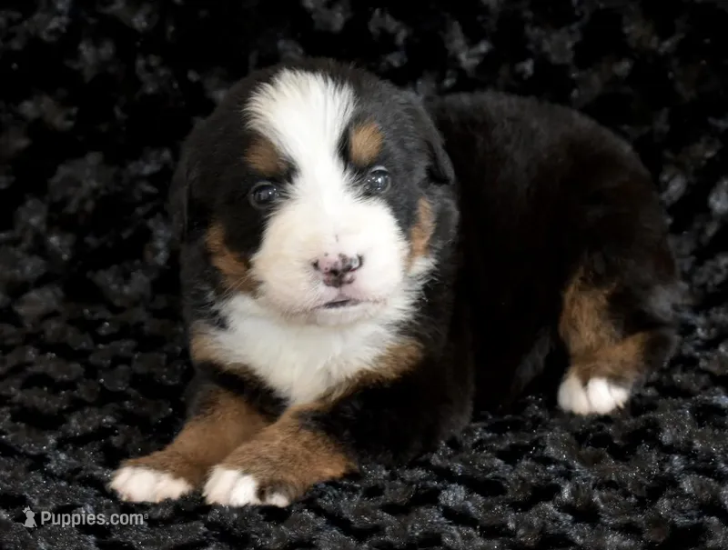 Elena – Bernese Mountain Dog puppy for sale in Social Circle, GA