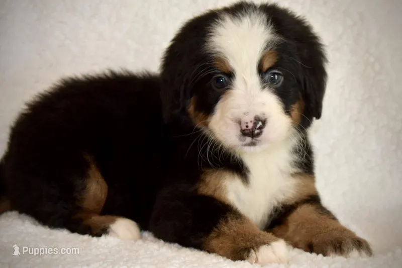 Elena – Bernese Mountain Dog puppy for sale in Monroe, GA