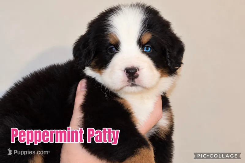 Peppermint Patty  – Bernese Mountain Dog puppy for sale in Monroe, GA