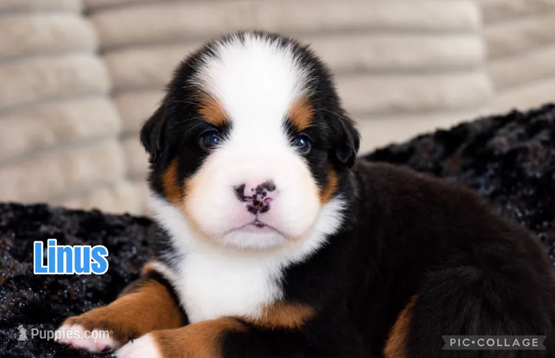 Linus – Bernese Mountain Dog puppy for sale in Monroe, GA