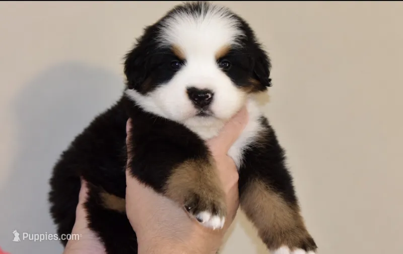 Charlie – Bernese Mountain Dog puppy for sale in Monroe, GA