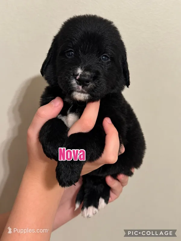 Nova – Golden Mountain Dog puppy for sale in Monroe, GA