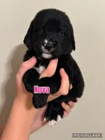 Nova, a female Golden Mountain Dog for sale in Monroe, GA – 1 of 1