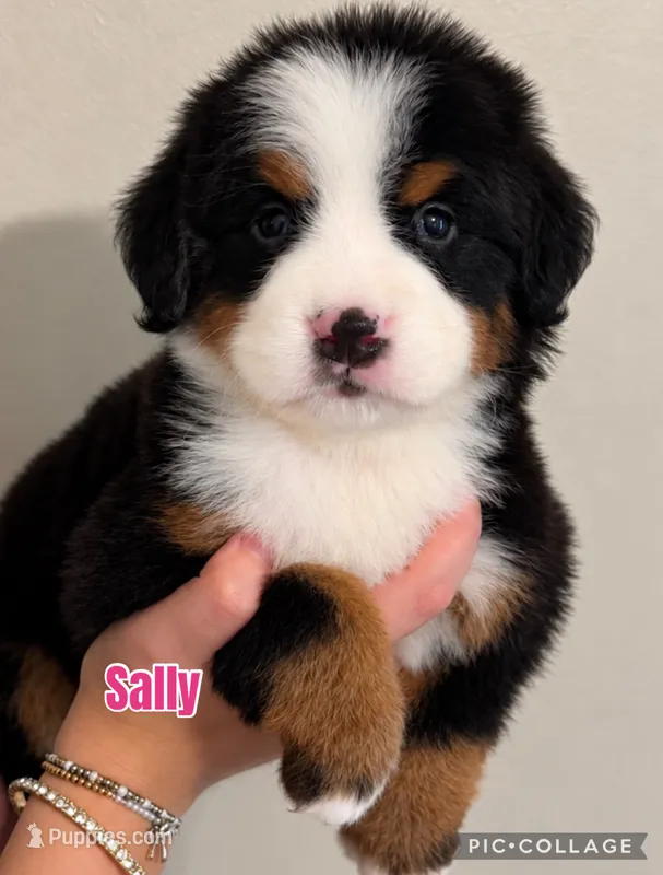 Sally – Bernese Mountain Dog puppy for sale in Monroe, GA