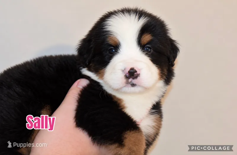 Sally – Bernese Mountain Dog puppy for sale in Monroe, GA