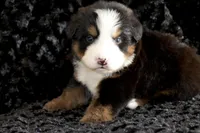Damon, a male Bernese Mountain Dog for sale in Monroe, GA – Photo 1 of 3