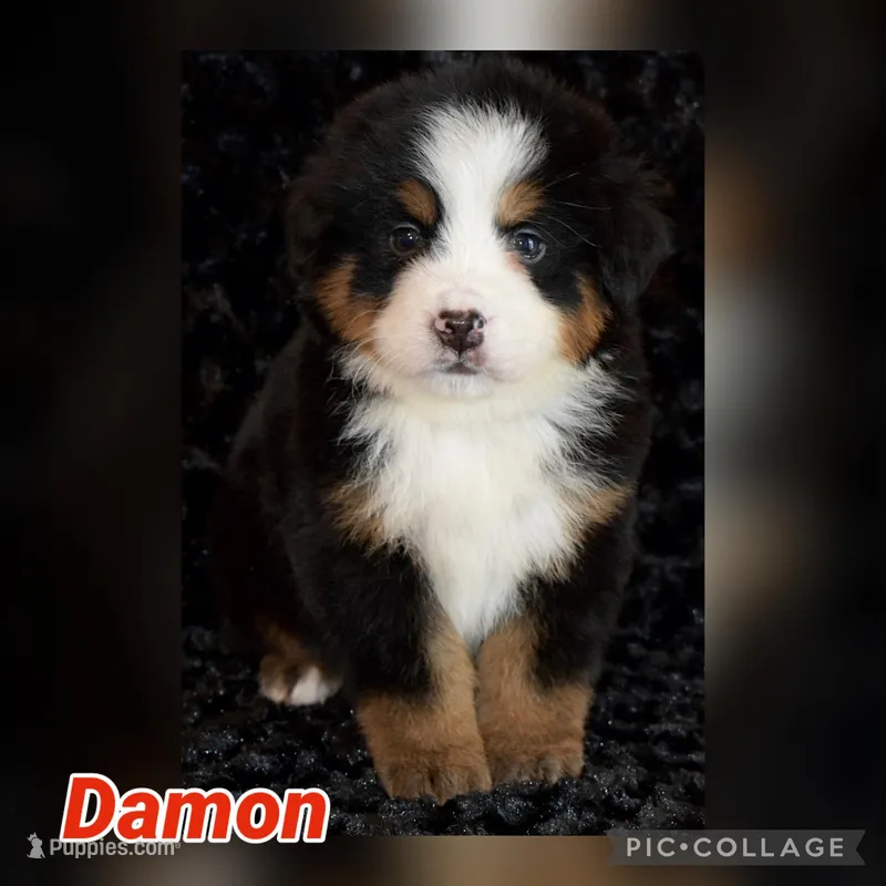 Damon – Bernese Mountain Dog puppy for sale in Monroe, GA