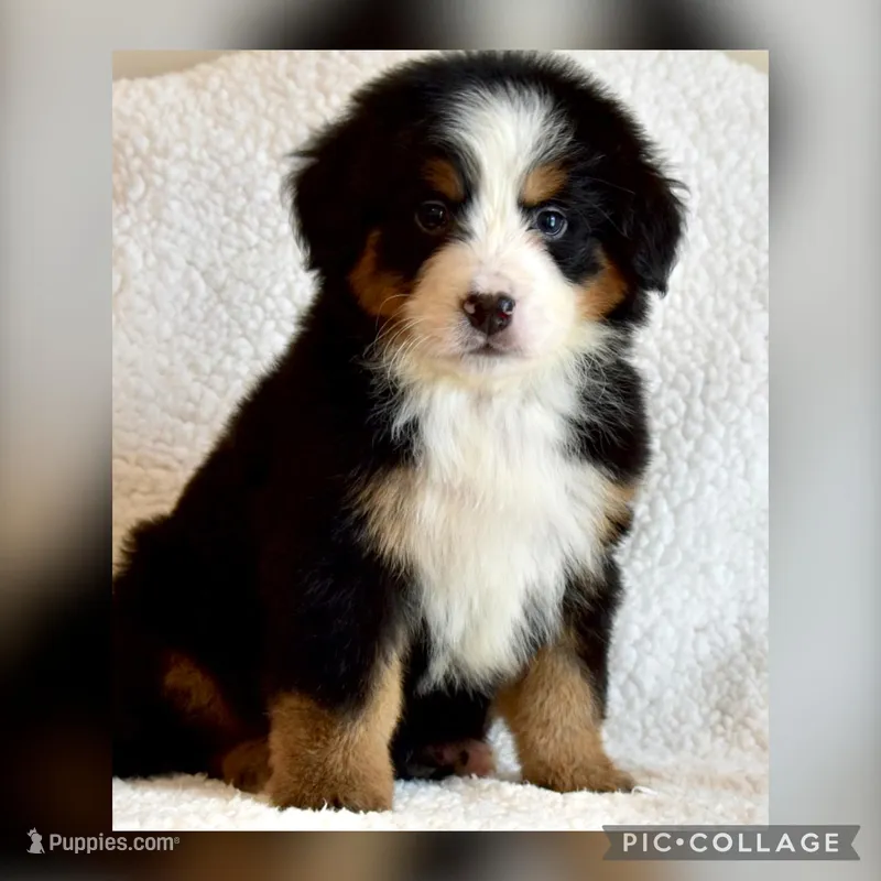 Damon – Bernese Mountain Dog puppy for sale in Monroe, GA