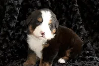 Damon, a male Bernese Mountain Dog for sale in Monroe, GA – Photo 2 of 3