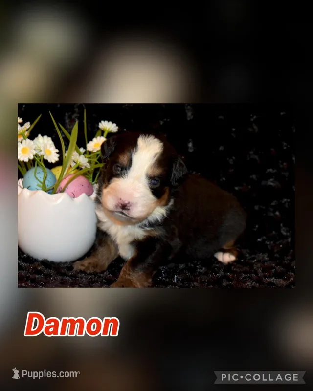 Damon – Bernese Mountain Dog puppy for sale in Social Circle, GA