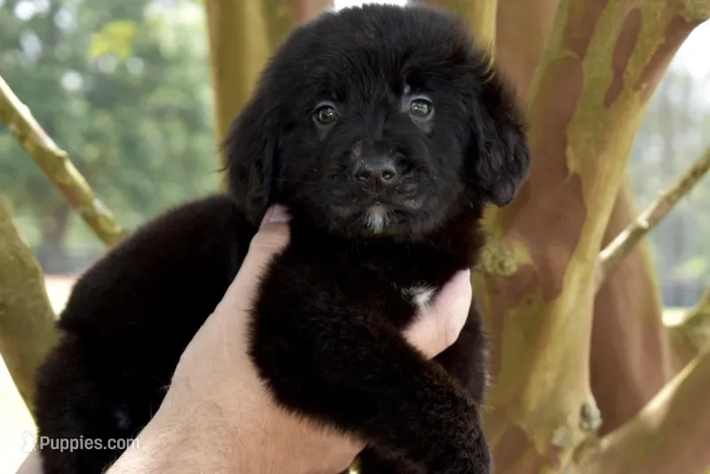 Oreo – Golden Mountain Dog puppy for sale in Monroe, GA