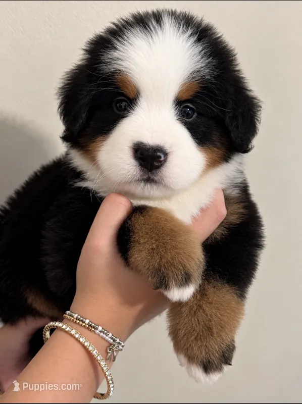 Charlie – Bernese Mountain Dog puppy for sale in Monroe, GA