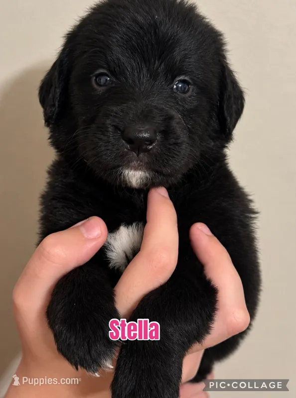 Stella – Golden Mountain Dog puppy for sale in Monroe, GA