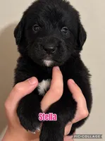 Stella, a female Golden Mountain Dog for sale in Monroe, GA – 1 of 1