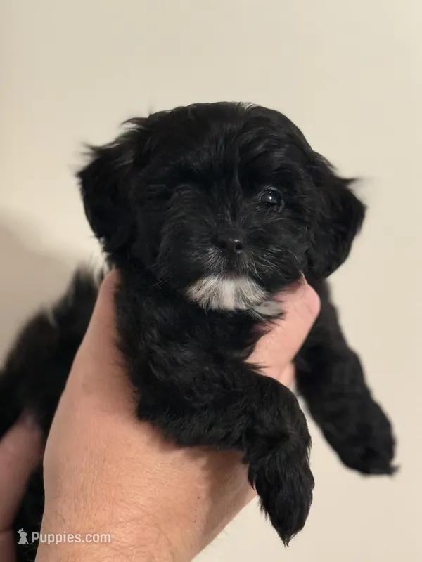 Soda pop  – Shihpoo puppy for sale in Social Circle, GA