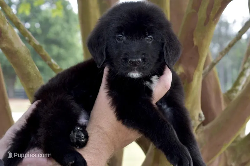 Biscuit  – Golden Mountain Dog puppy for sale in Monroe, GA