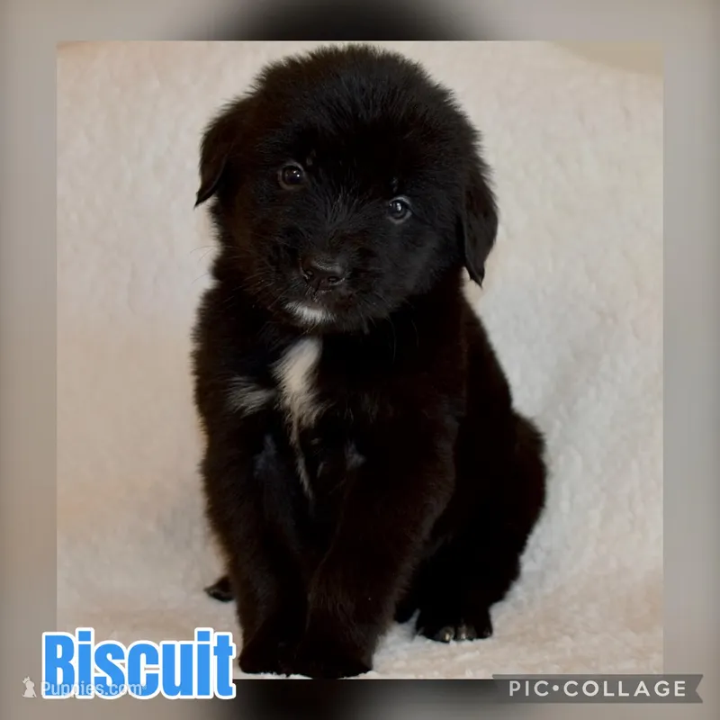 Biscuit  – Golden Mountain Dog puppy for sale in Monroe, GA
