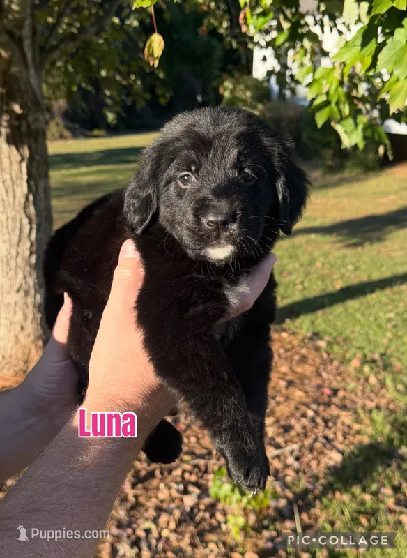 Luna – Golden Mountain Dog puppy for sale in Monroe, GA