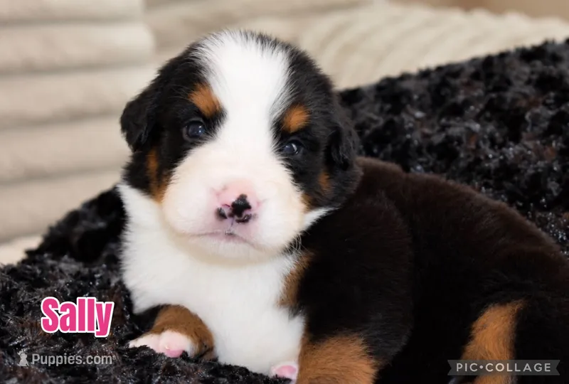 Sally – Bernese Mountain Dog puppy for sale in Monroe, GA