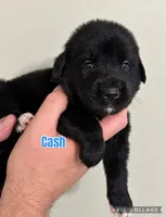 Cash, a male Golden Mountain Dog for sale in Monroe, GA – 1 of 1