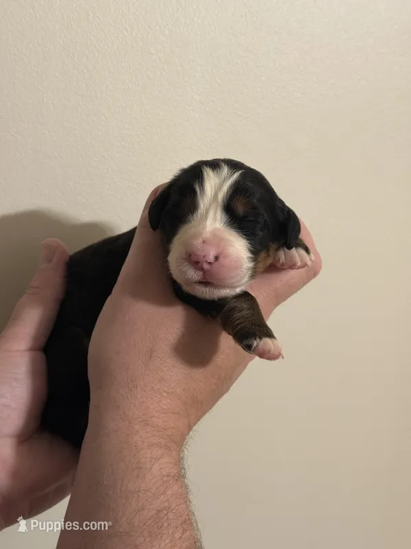Jessica – Bernese Mountain Dog puppy for sale in Social Circle, GA