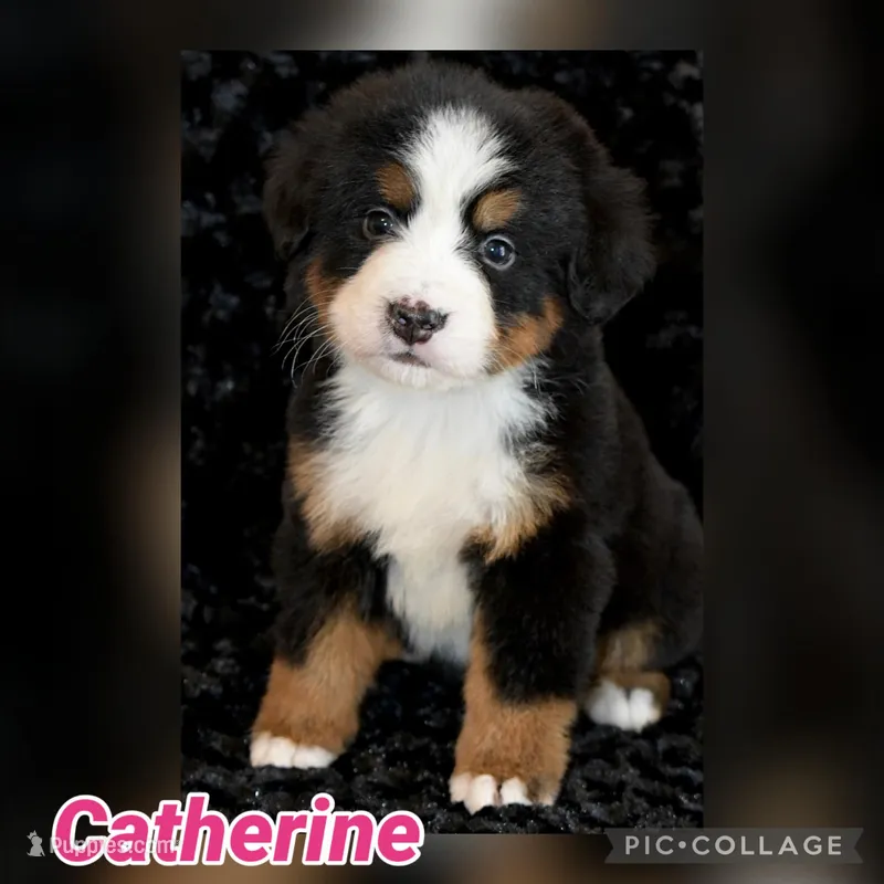 Catherine – Bernese Mountain Dog puppy for sale in Monroe, GA