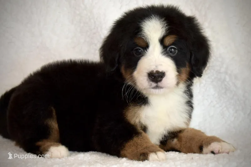Catherine – Bernese Mountain Dog puppy for sale in Monroe, GA