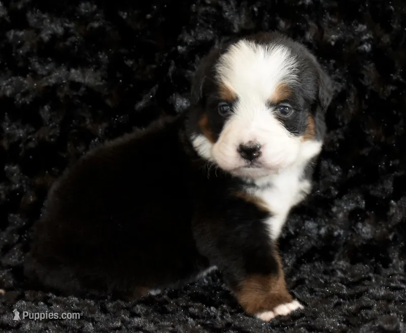 Catherine – Bernese Mountain Dog puppy for sale in Social Circle, GA