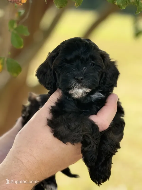Sarah – Shihpoo puppy for sale in Monroe, GA
