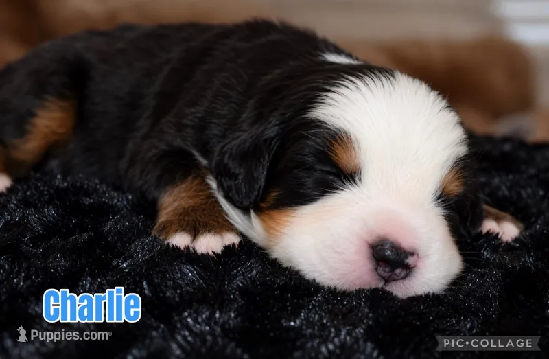 Charlie – Bernese Mountain Dog puppy for sale in Monroe, GA