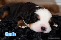 Charlie, a male Bernese Mountain Dog for sale in Monroe, GA – 1 of 1