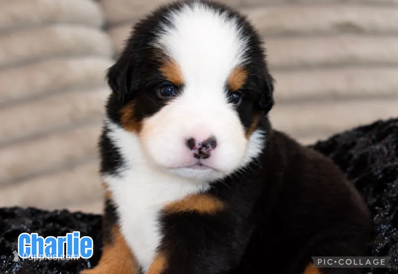 Charlie – Bernese Mountain Dog puppy for sale in Monroe, GA